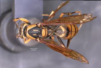 Media type: image;   Entomology 33180 Aspect: habitus dorsal view